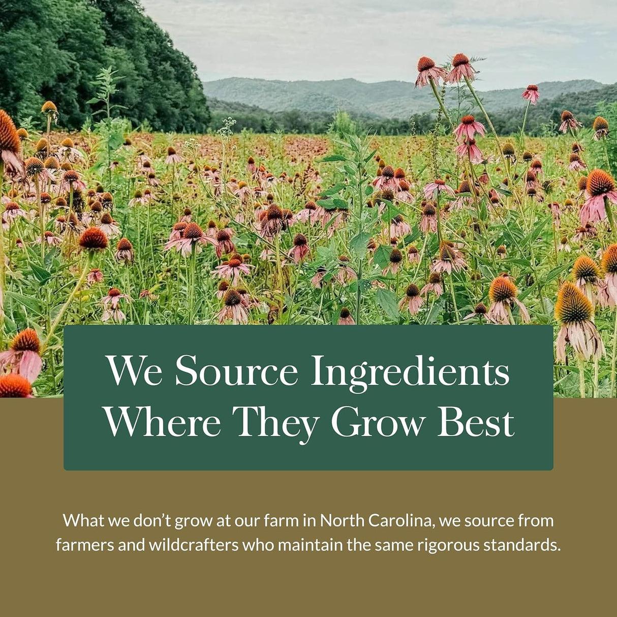 Gaia Herbs Prostate Health - 60 Capsules